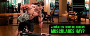 tipos de fibras musculares